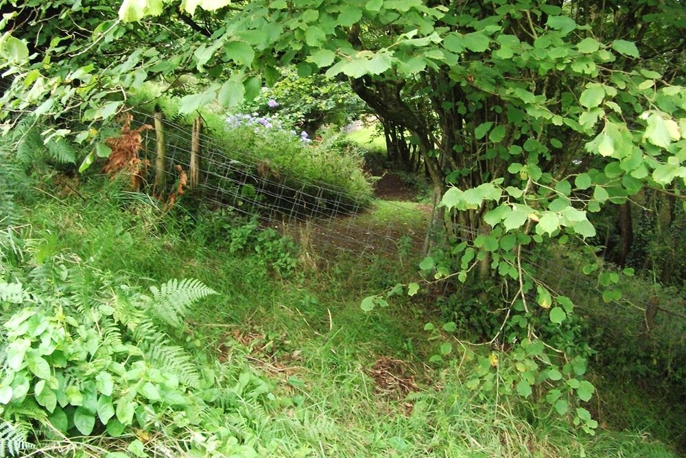 Footpath through garden