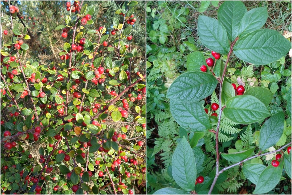 Cotoneaster