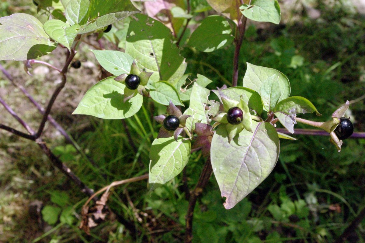 Deadly Nightshade