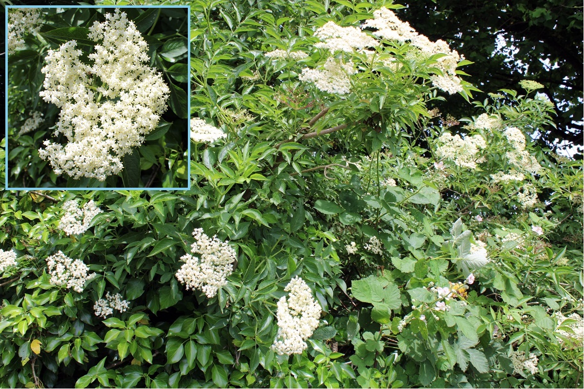 Elder flowers