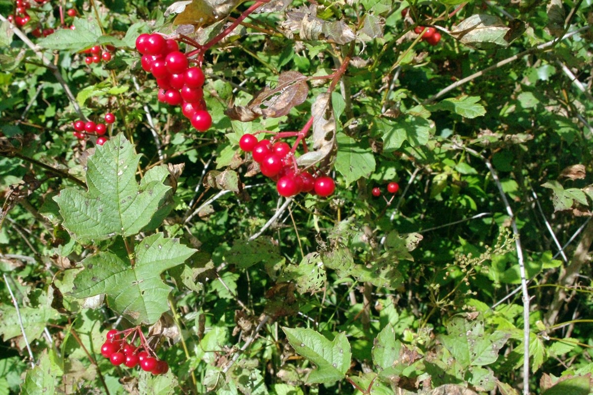 Guelder Rose