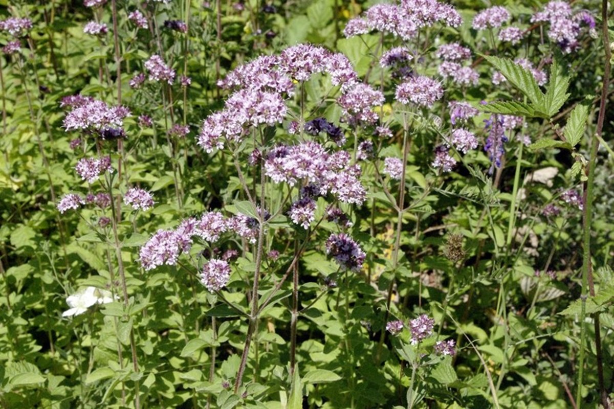 Wild Marjoram