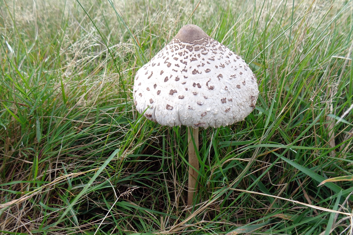 Parasol Mushroom