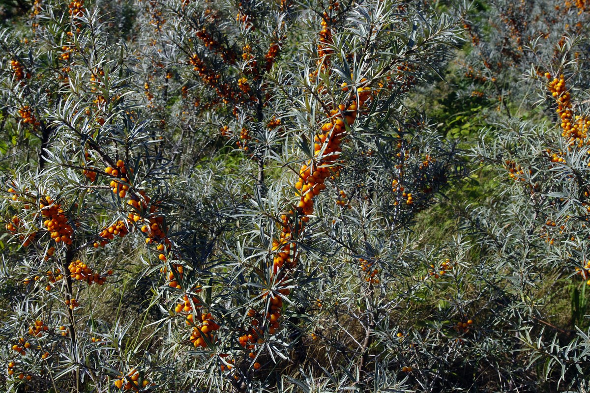 Sea Buckthorn