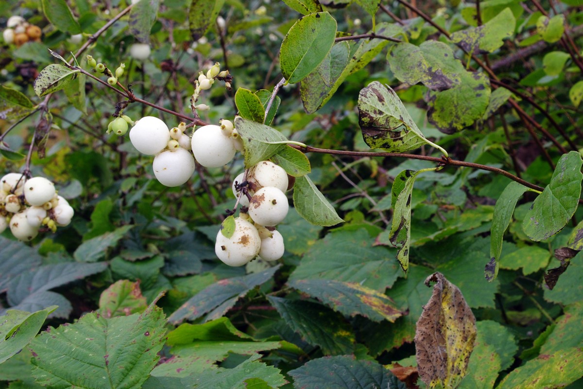 Snowberry