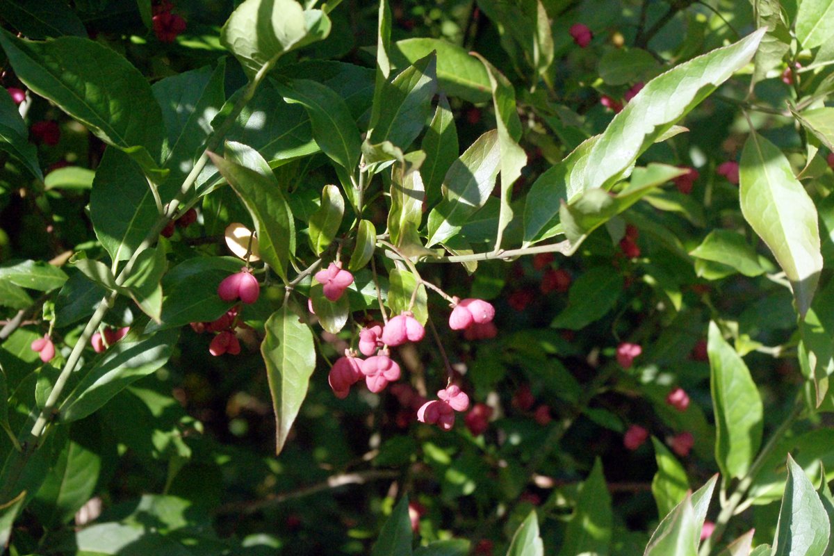 Spindle Tree