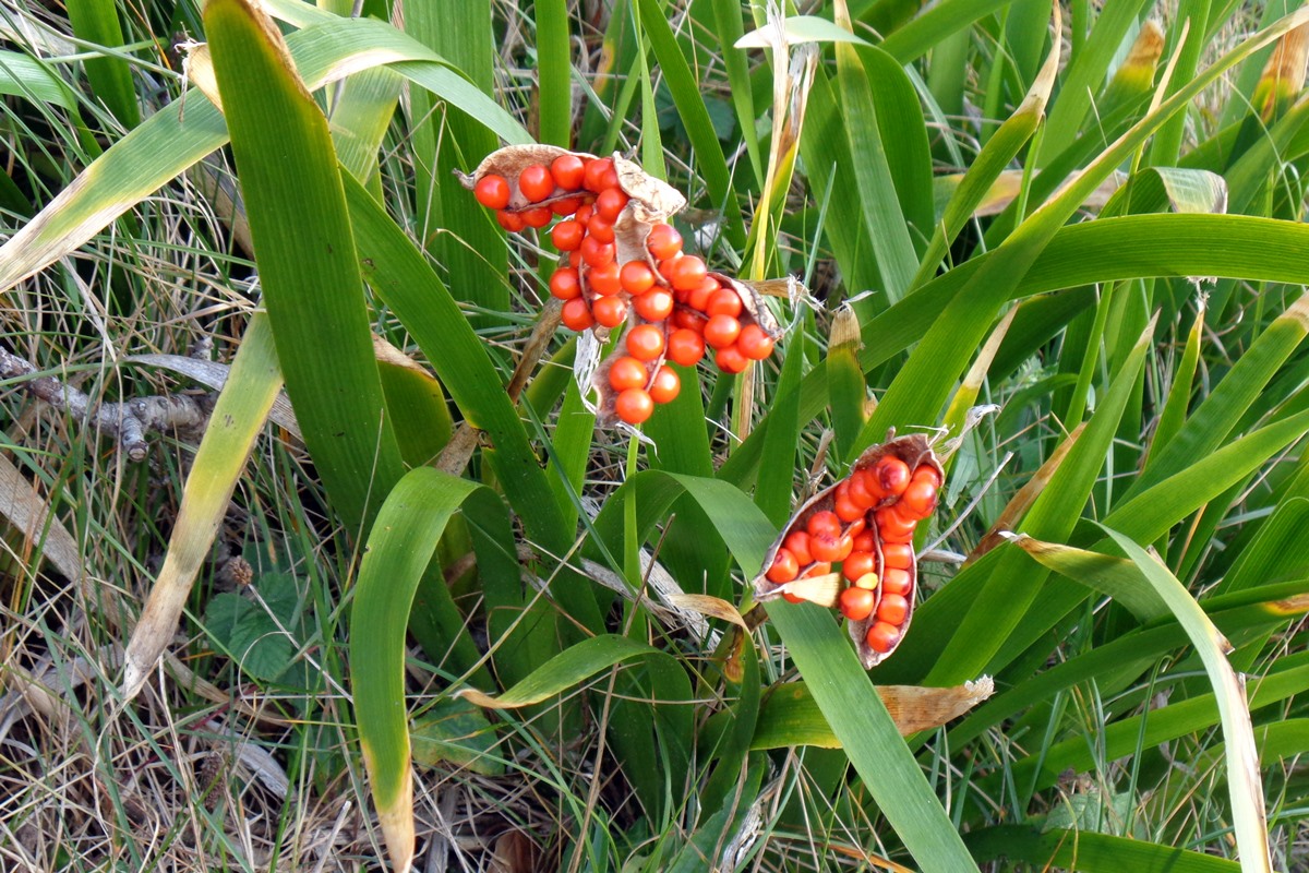 Stinking Iris