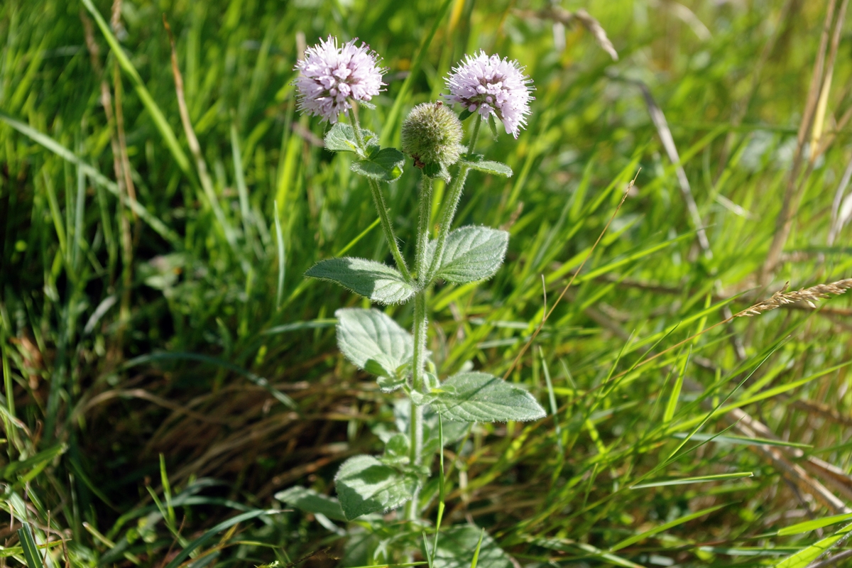 Water Mint