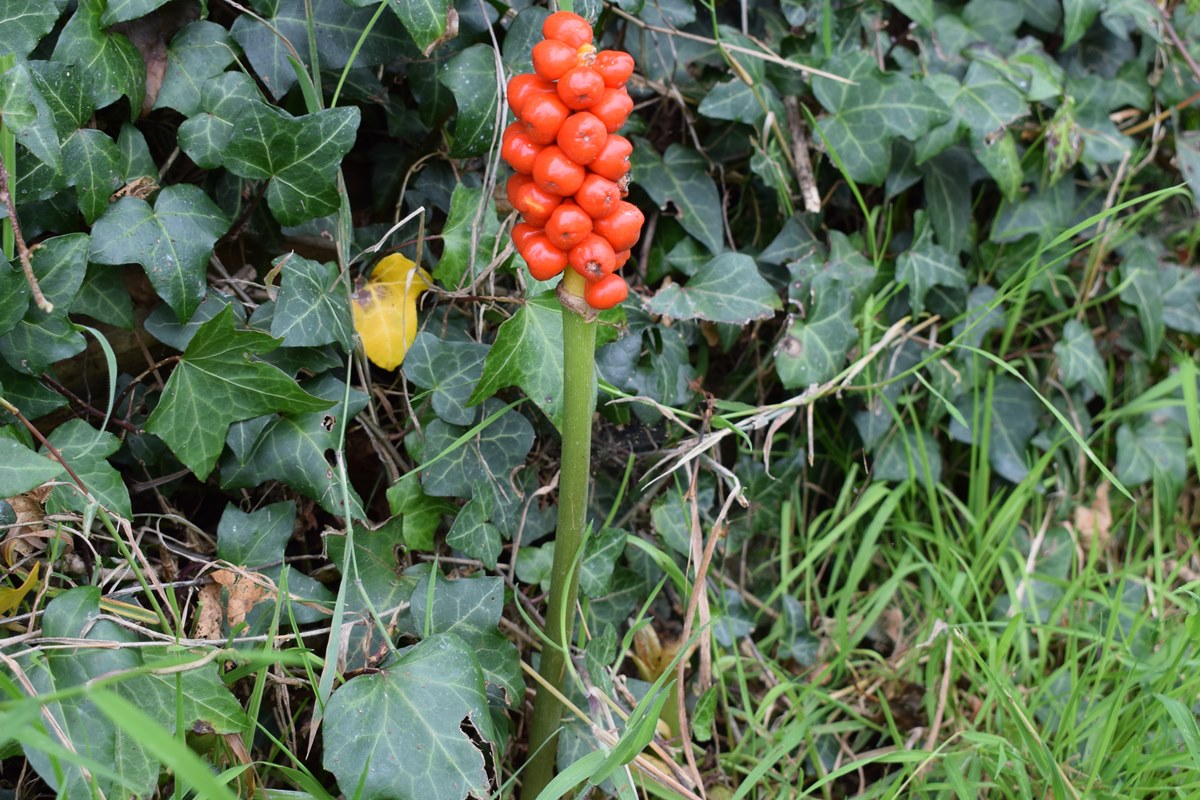 Cuckoo Pint