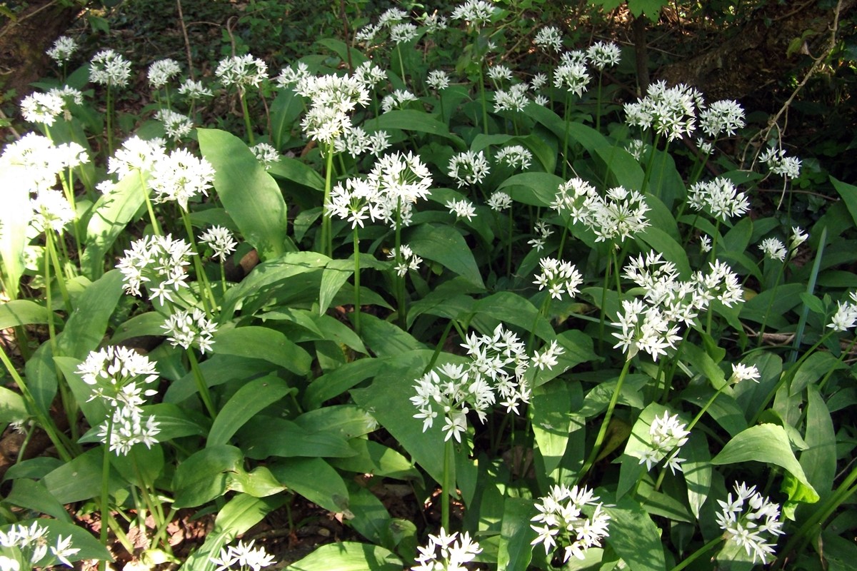 Wild Garlic