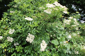 Elder flowers