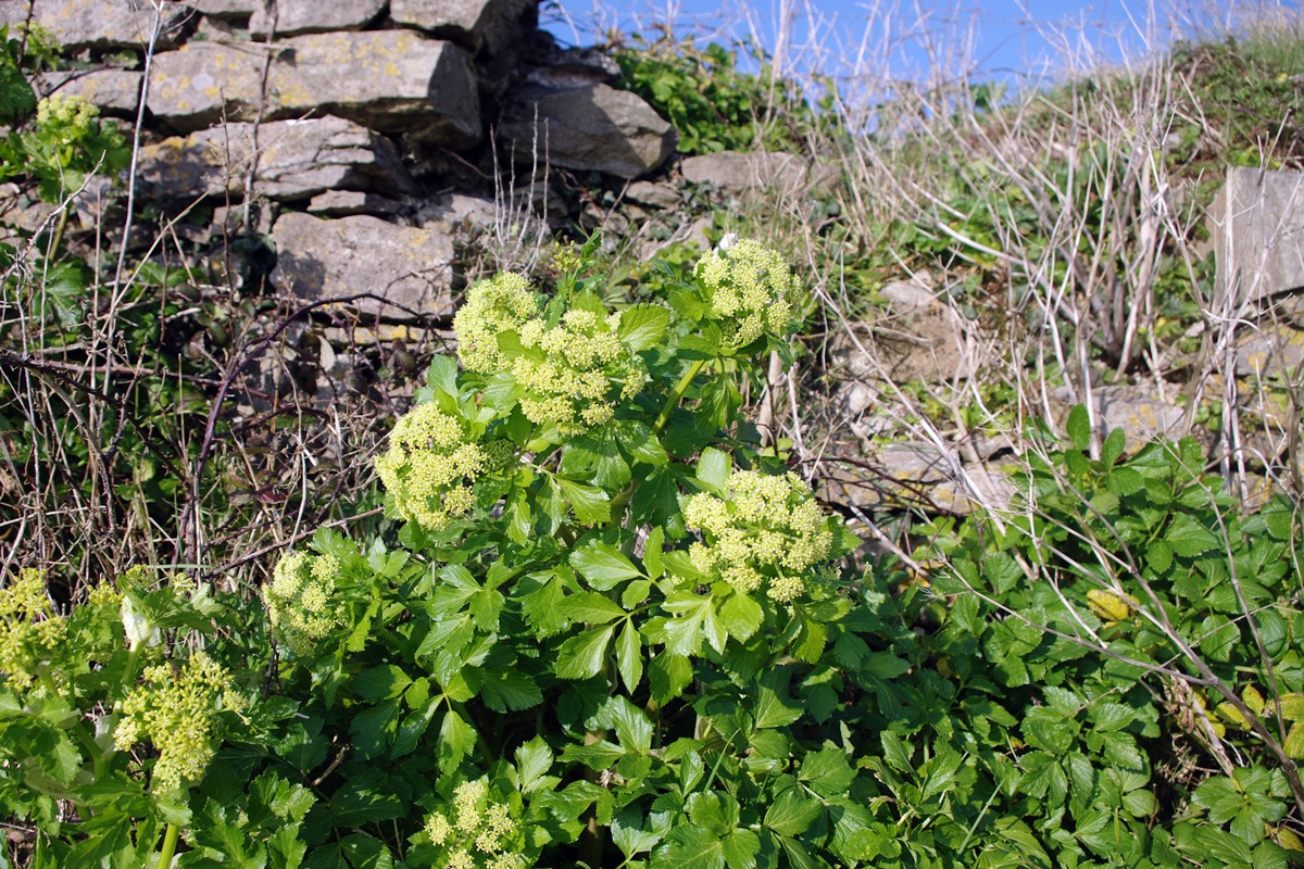 Alexanders