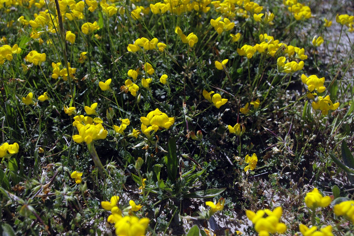 Bird's Foot Trefoil