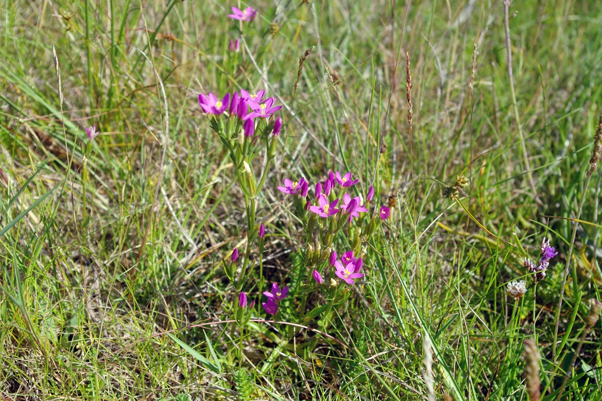 Common Centaury