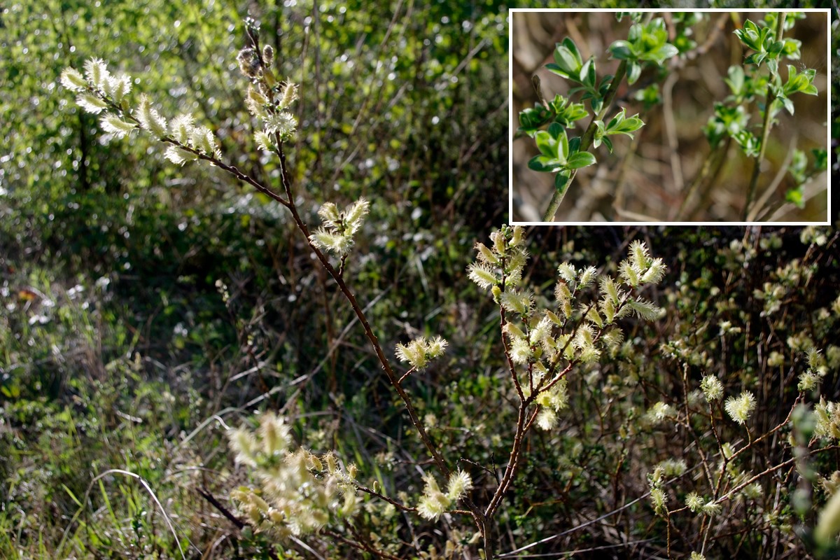 Creeping Willow