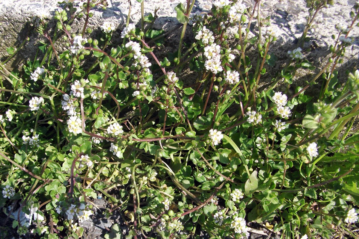 Danish Scurvy Grass