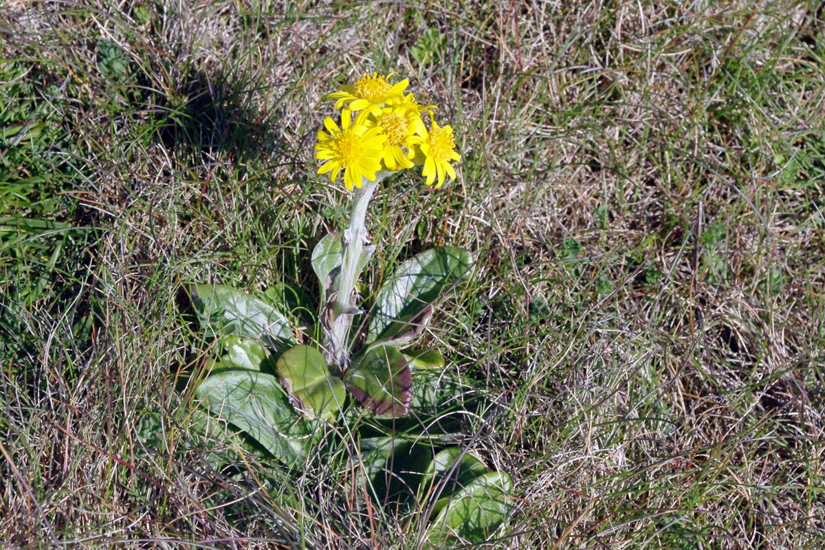 Field Fleawort