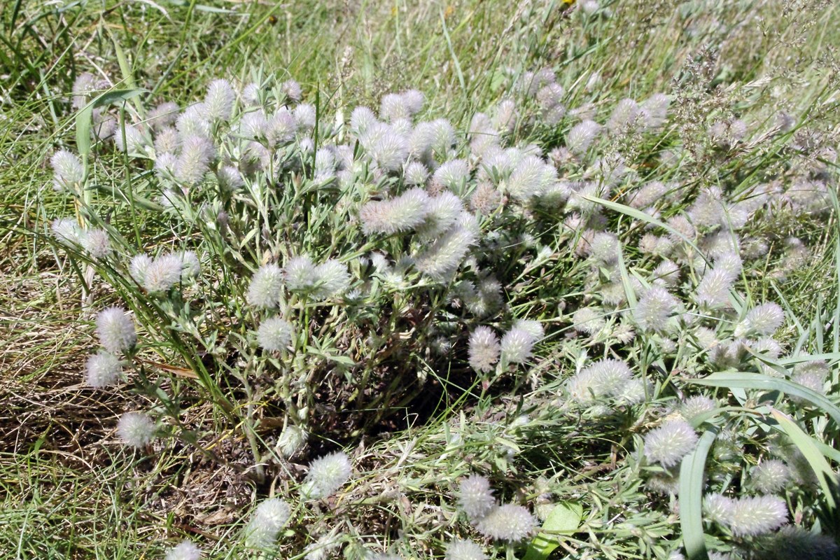 Hares Foot Clover