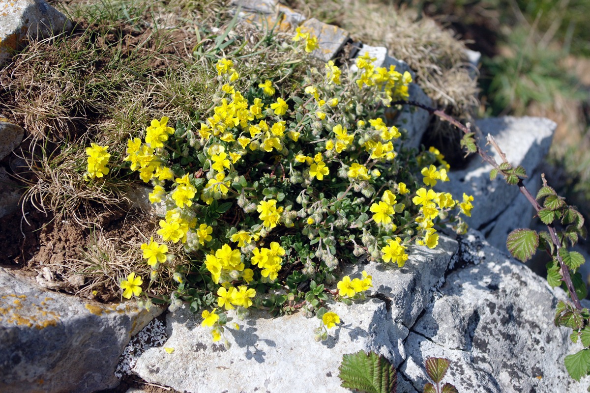 Hoary Rock-rose