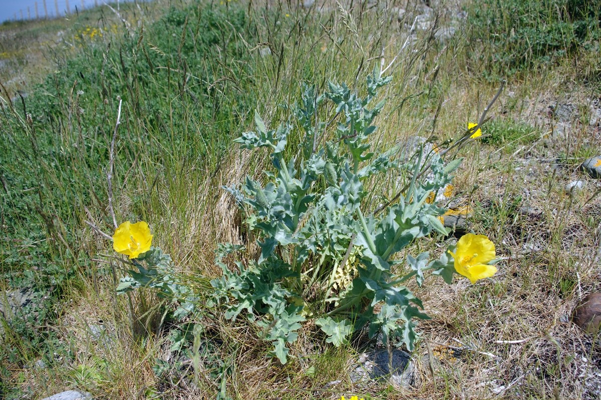 Yellow Horned Poppy