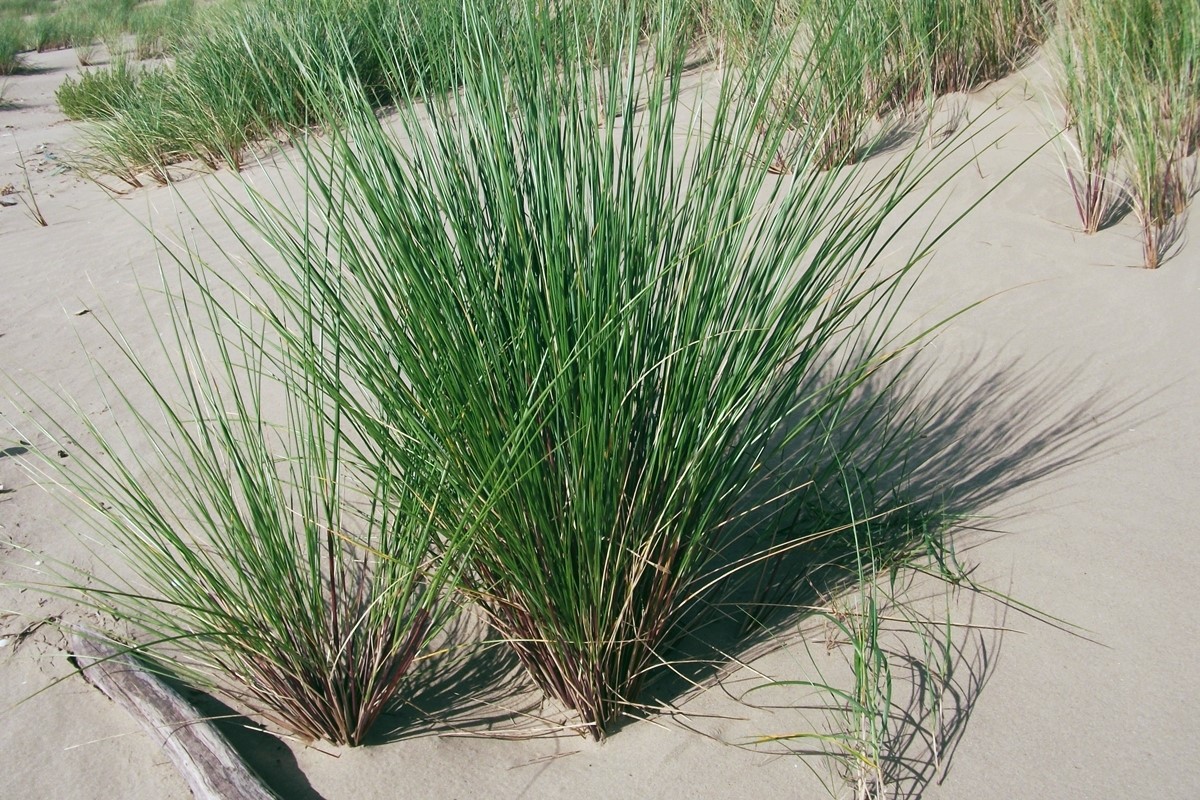 Marram Grass