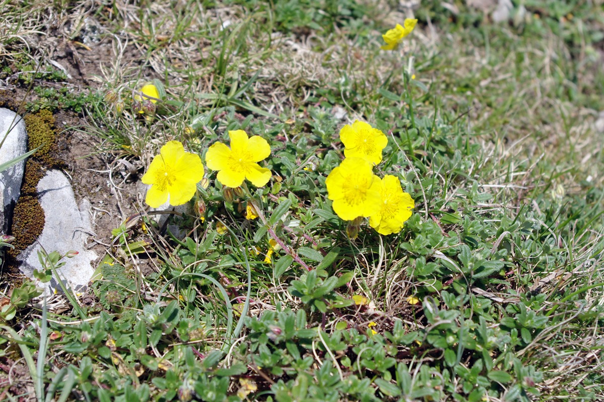 Common Rock-rose (Helianthemum nummularium)