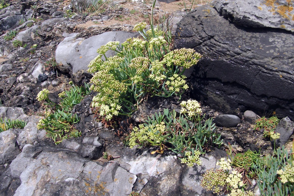 Rock Samphire