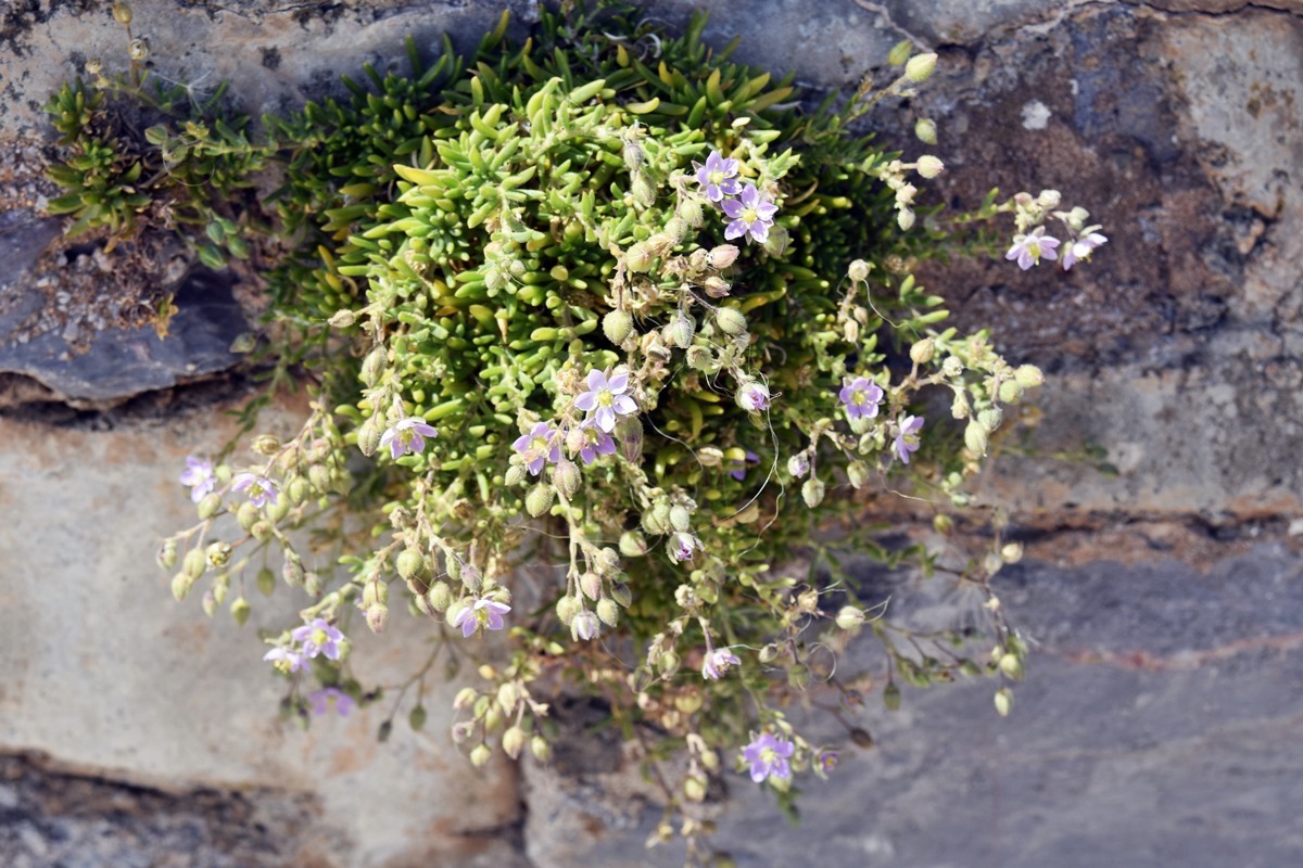Rock Sea Spurrey
