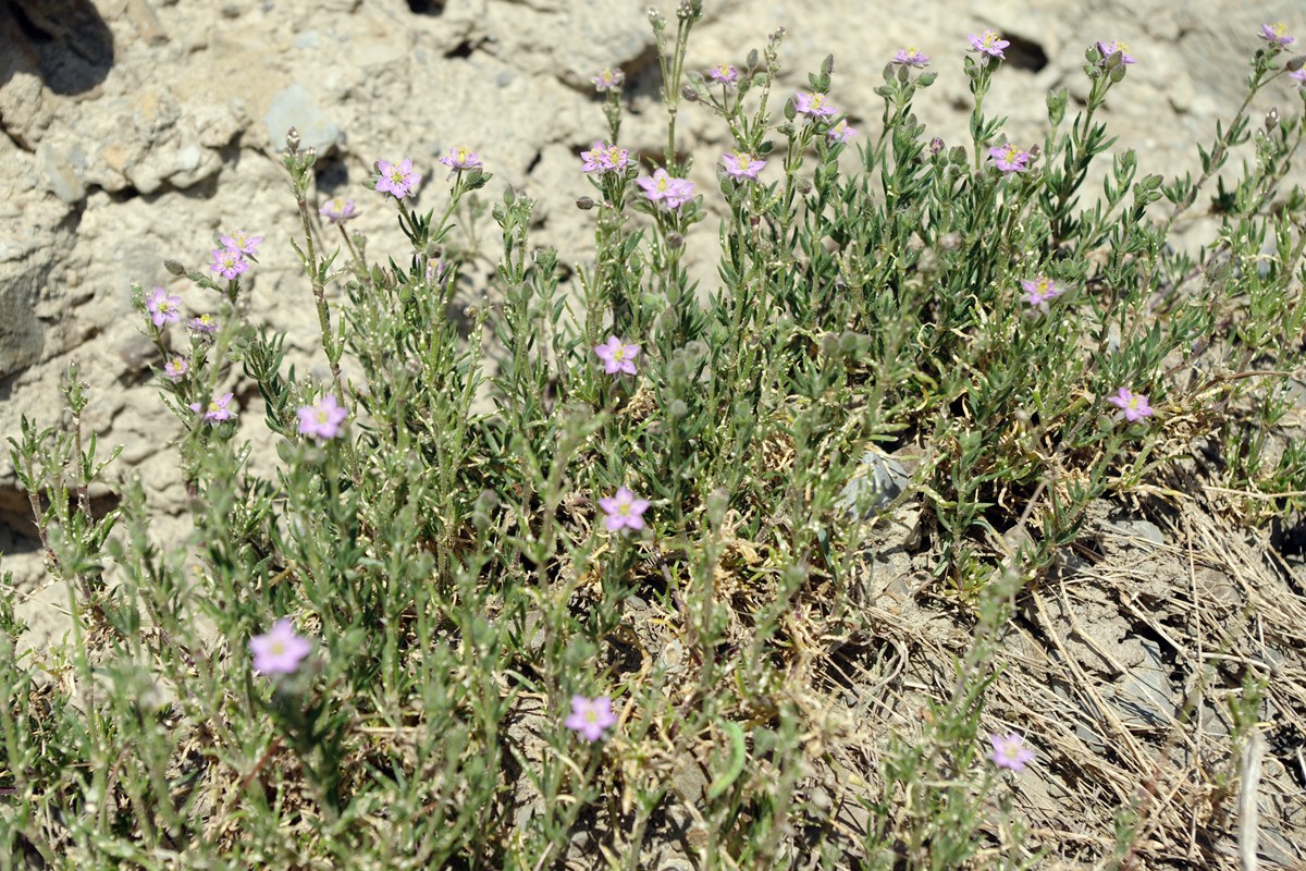 Sand Spurrey (Spergularia rubra)