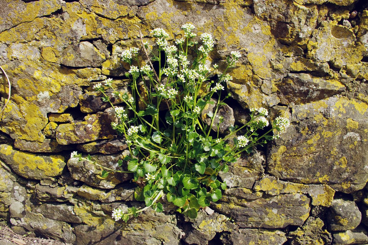 Common Scurvy Grass (Cochlearia officinalis)