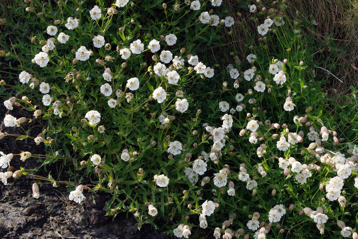 Sea Campion