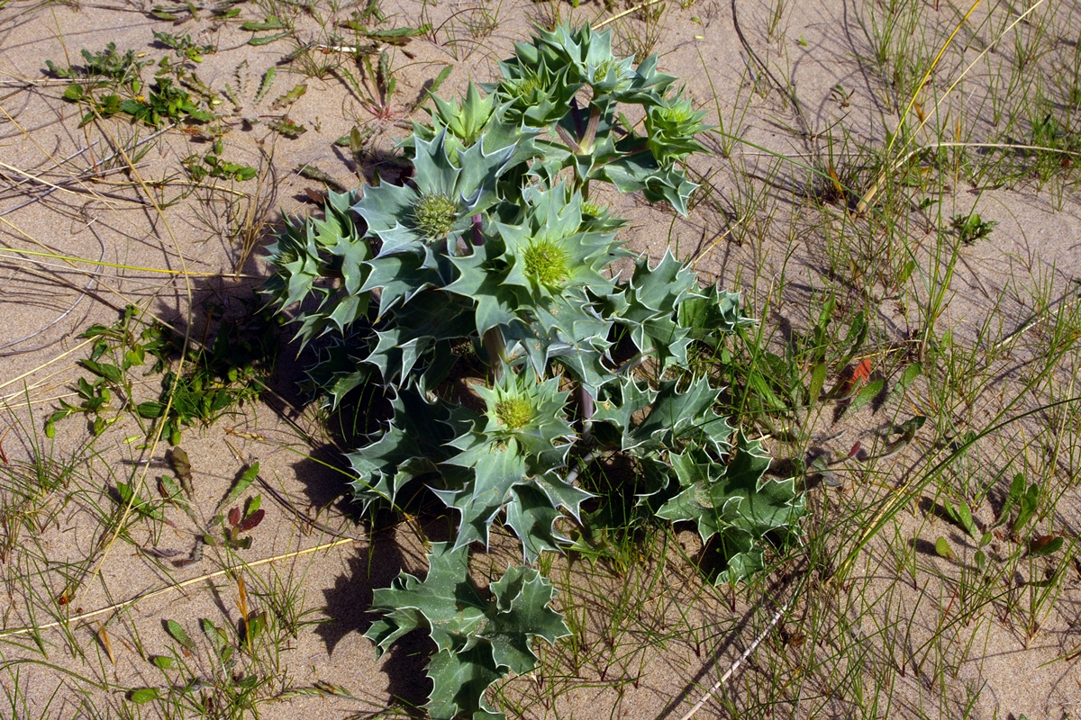 Sea Holly