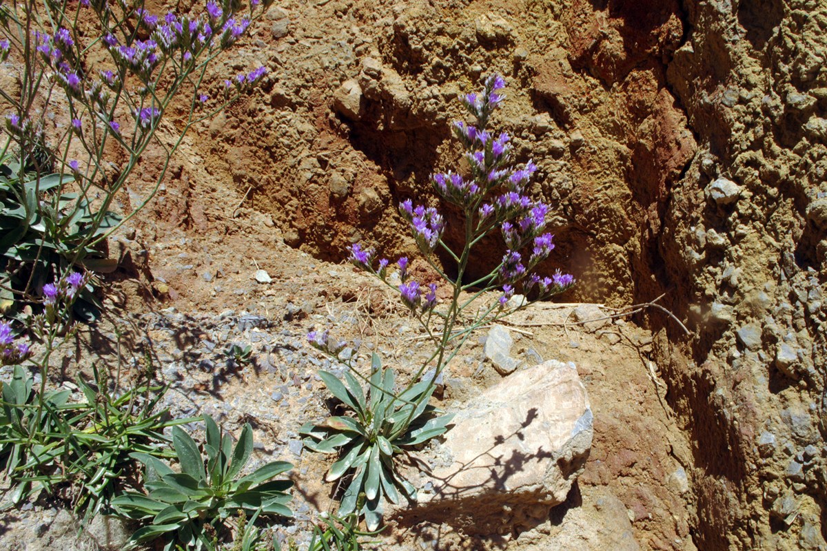 Rock Sea Lavender