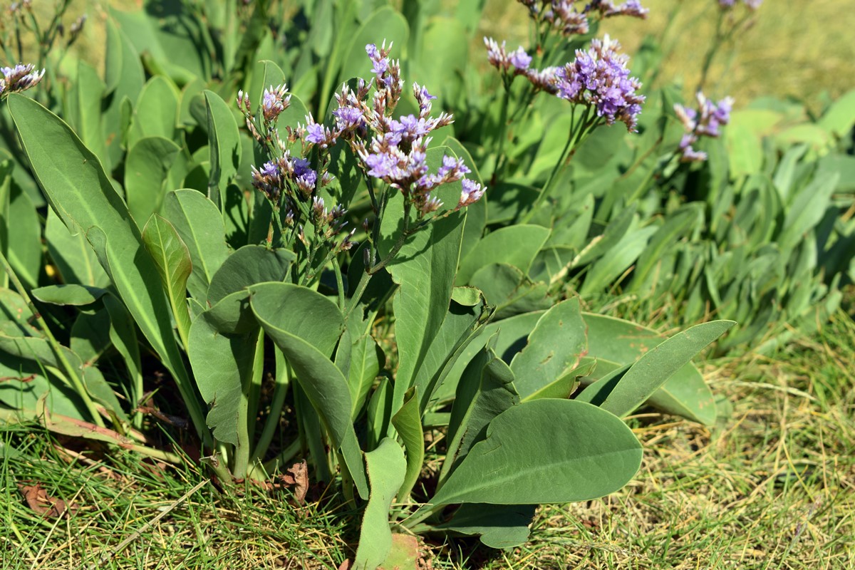 limonium vulgare