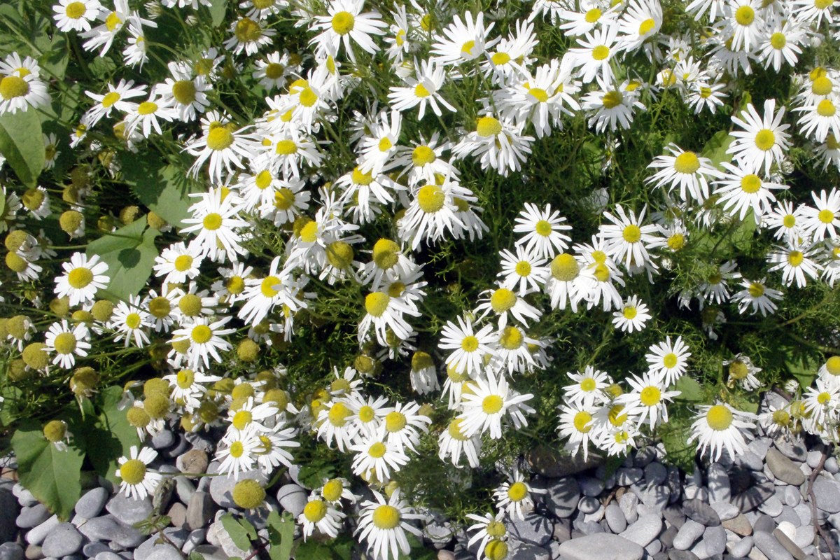 Sea Mayweed