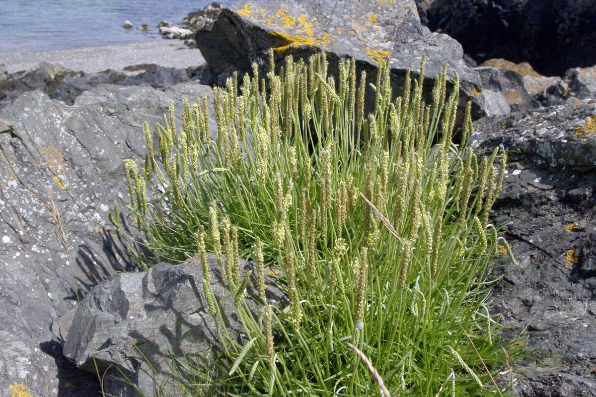 Sea Plantain