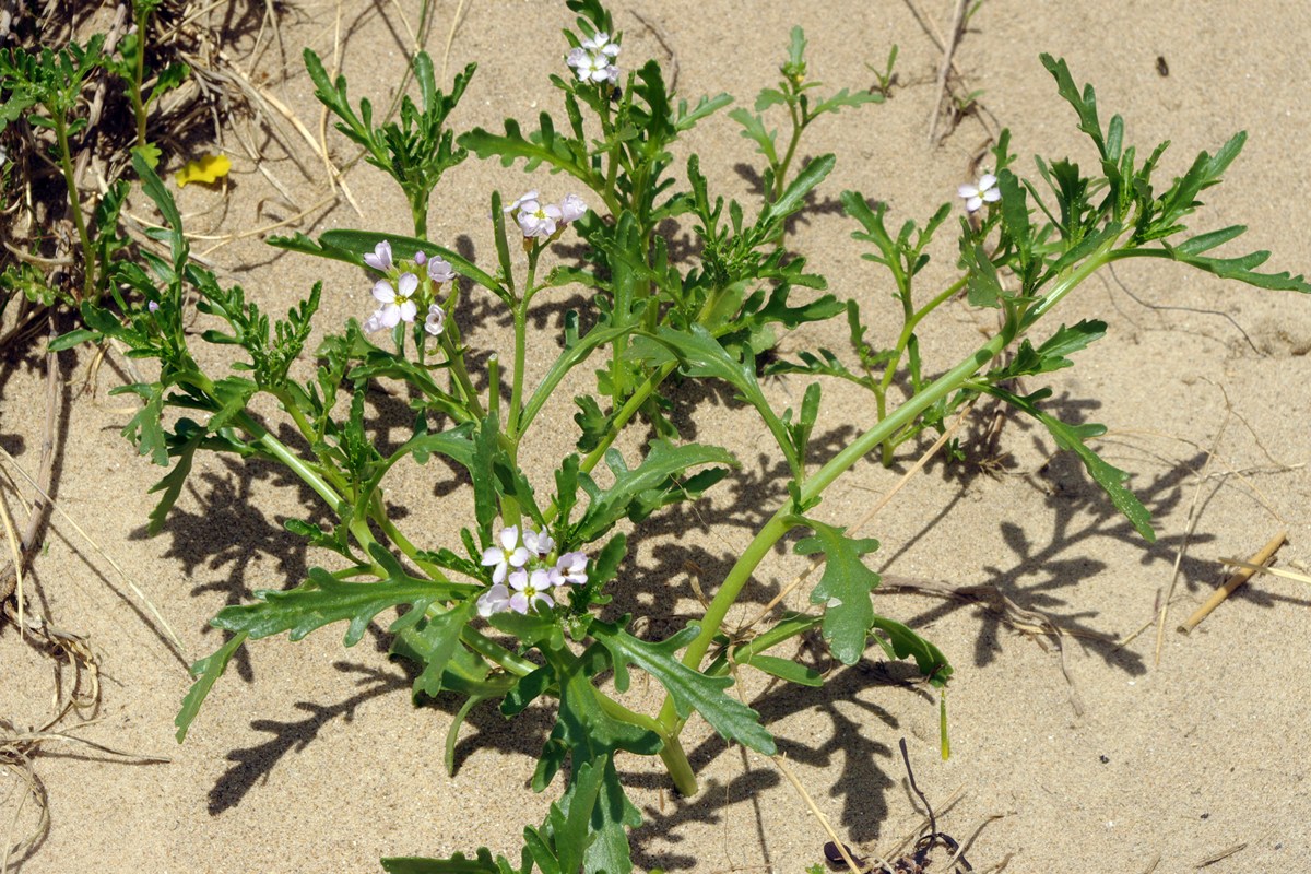 Sea Rocket