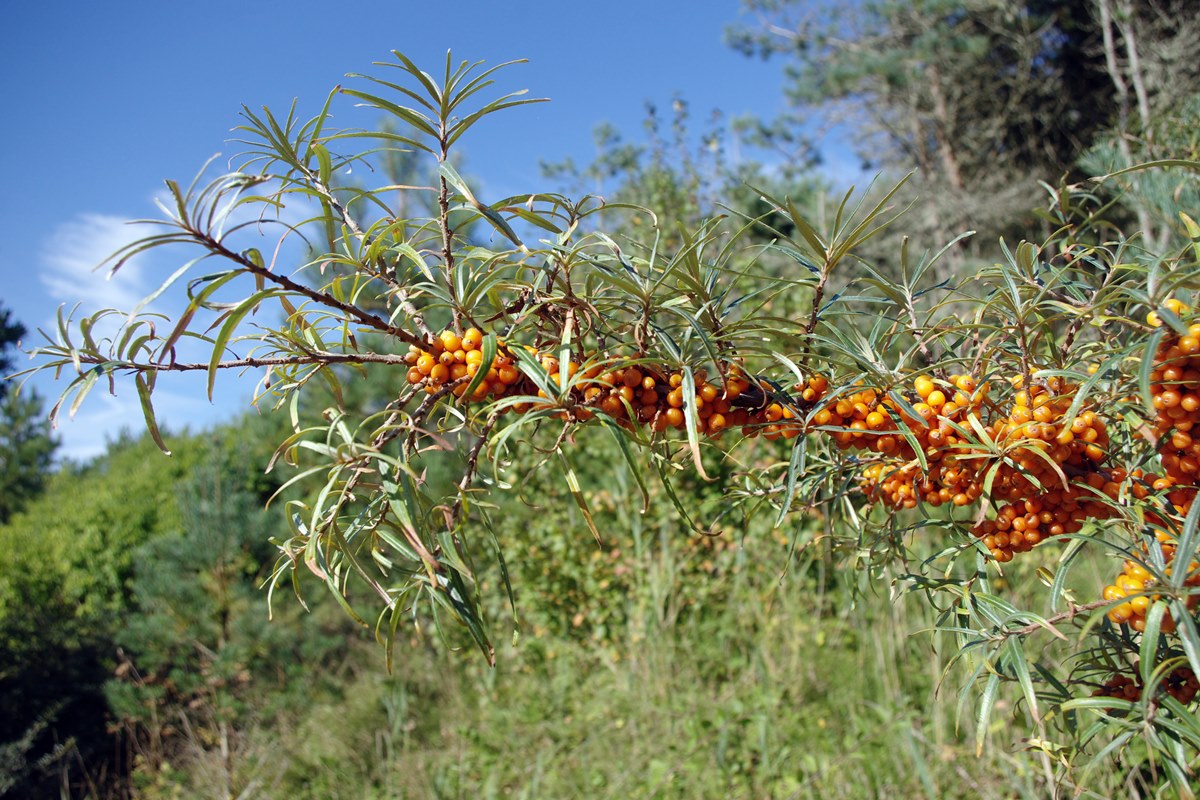 Sea Buckthorn