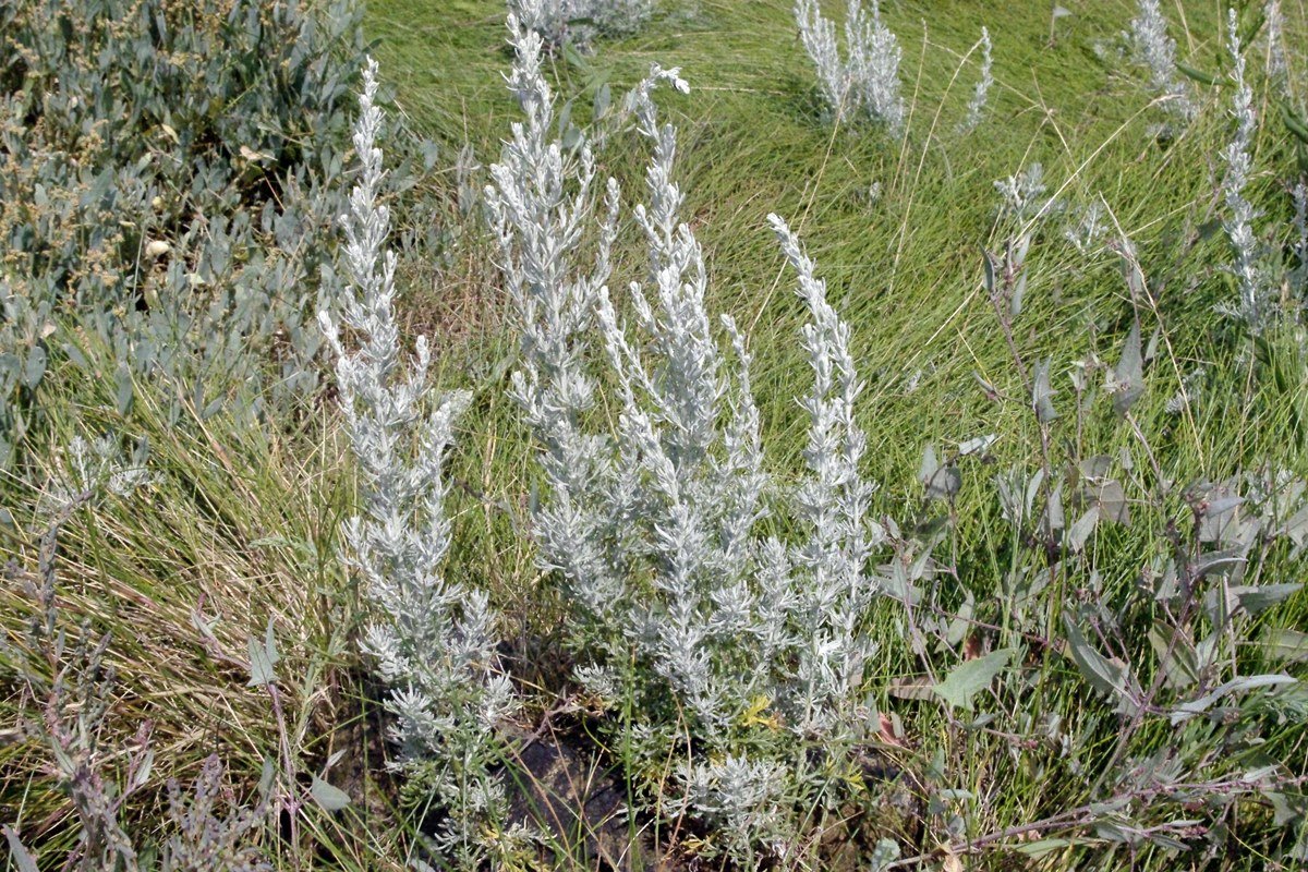 Sea Wormwood