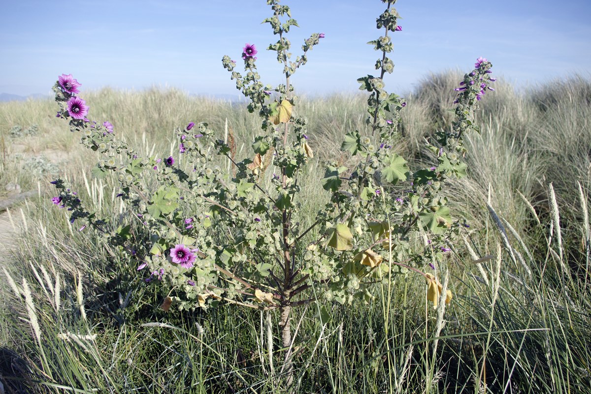 Tree Mallow