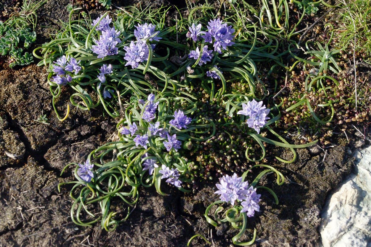 Vernal Squill