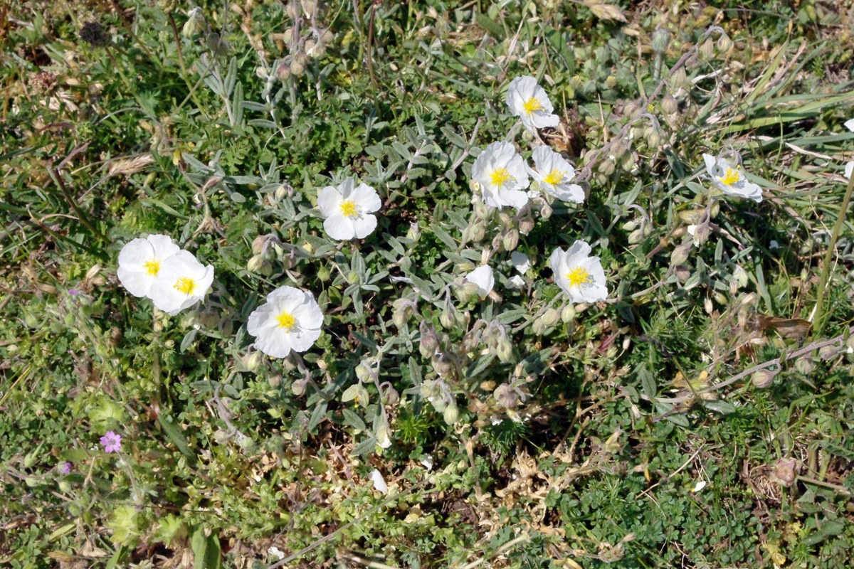 White Rock-rose