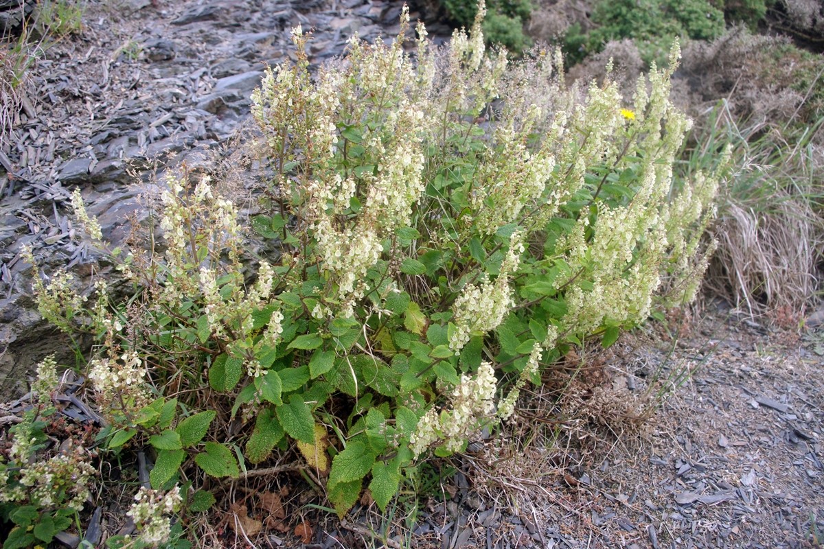 Wood Sage