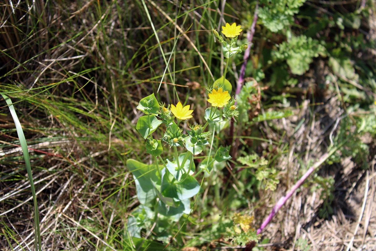 Yellowwort