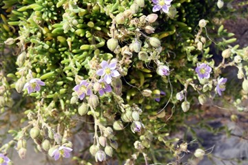 Rock Sea Spurrey