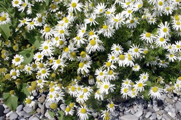 Sea Mayweed