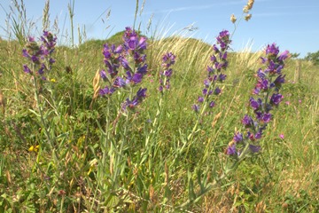 Vipers Bugloss