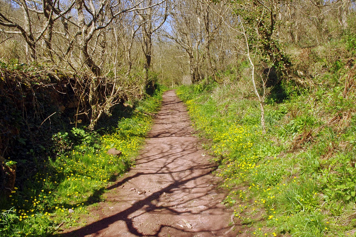Celandines