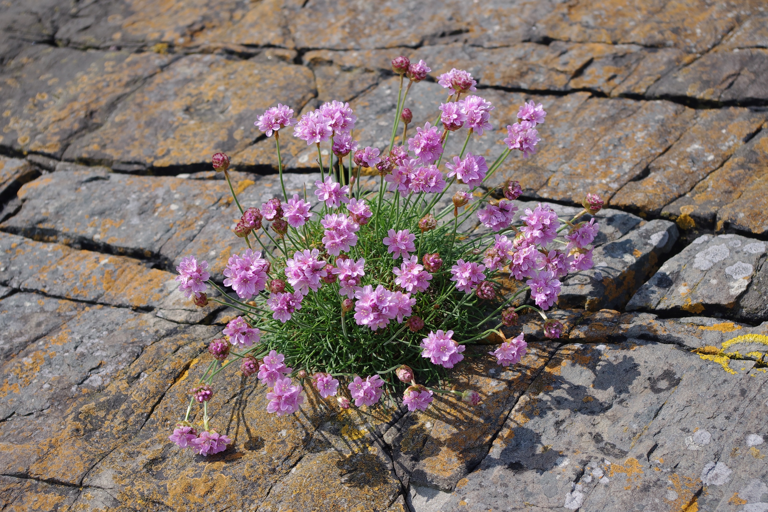 Sea Pink