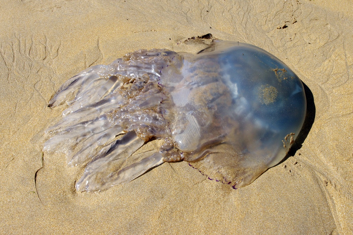 Barrel Jellyfish (Rhizostoma pulmo)